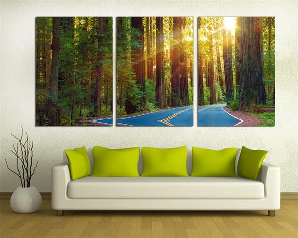 Redwood Forest Trees, Highway Canvas Print. 3 Panel Split