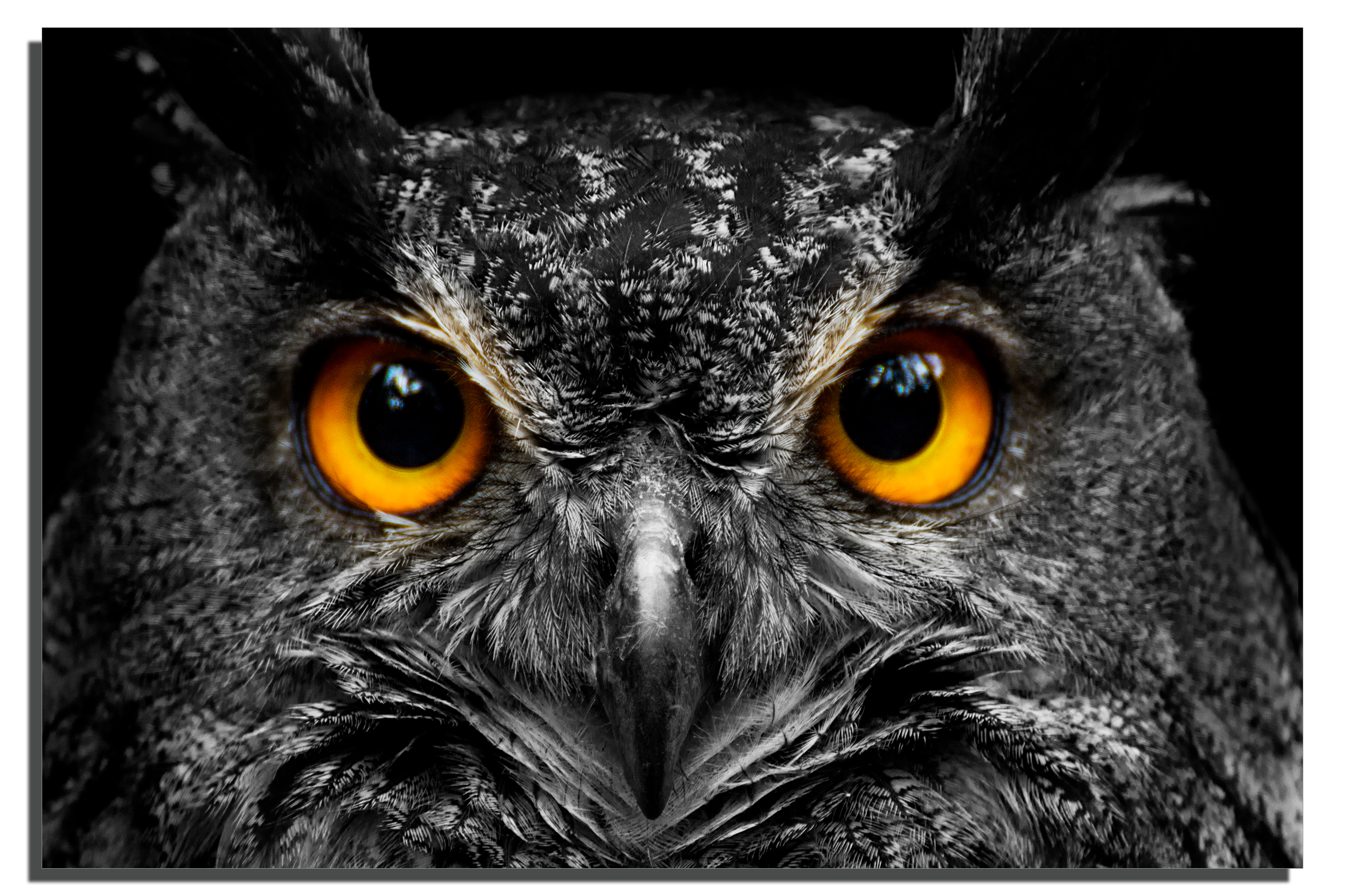 Orange Eyed Owl wall art Portrait Metal Print HD aluminum | Canvas Quest, image size:3000x2000