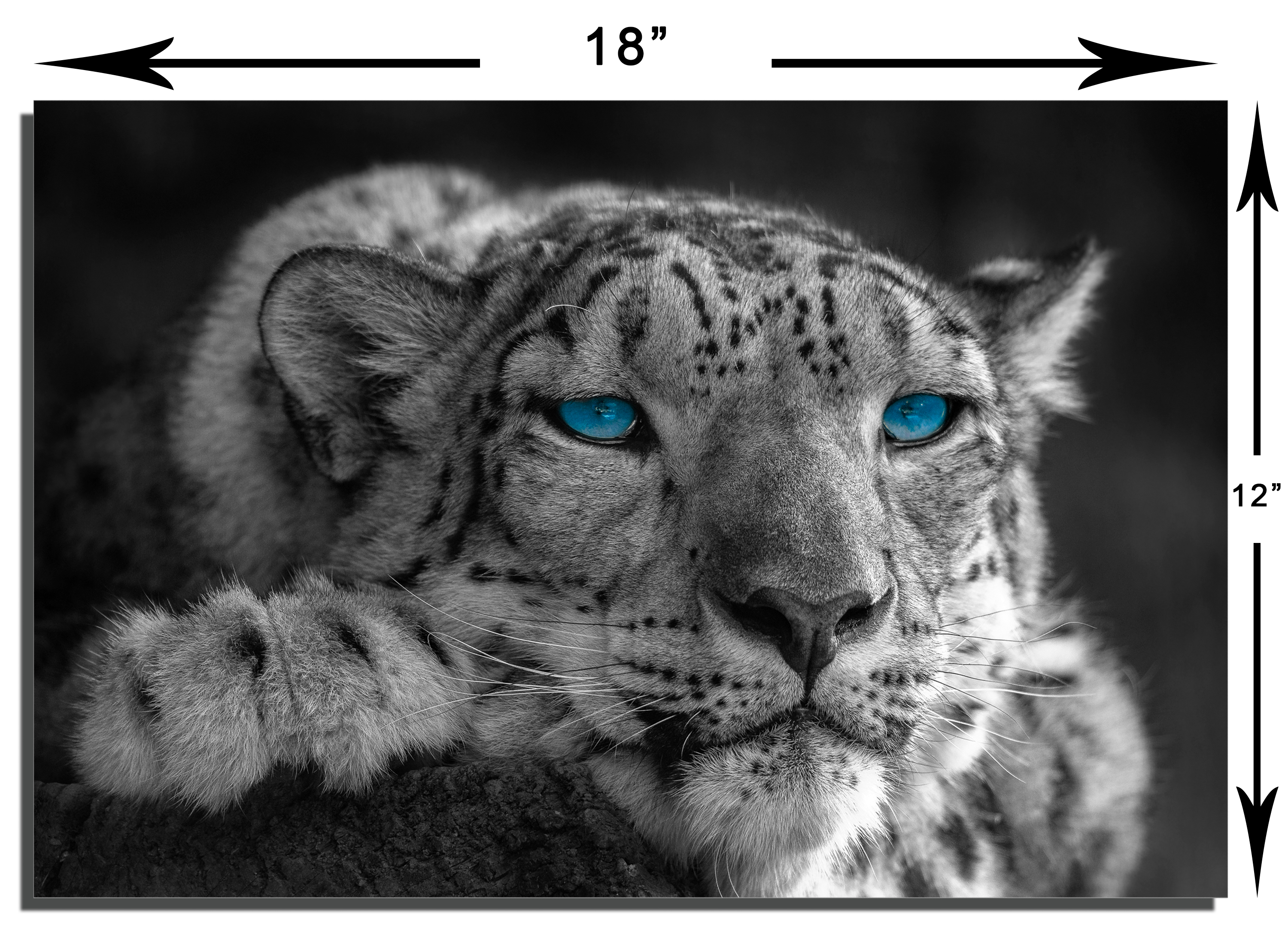 Snow leopard様おまとめ3点 Snow Leopard 3 by BumbleBritches57 on DeviantArt