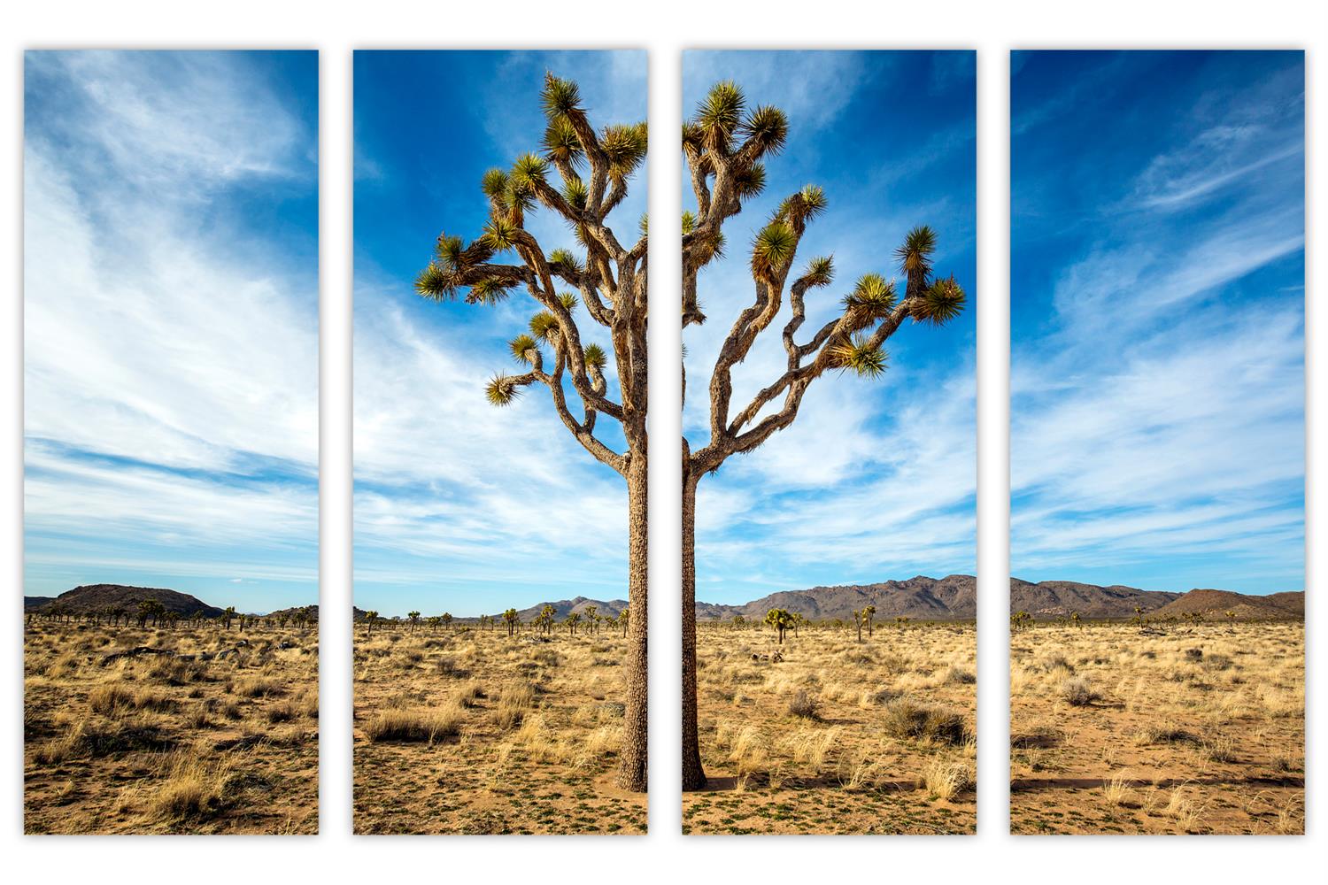 Lonely Joshua Tree Wall Art Canvas Print 4 Panel Split, Tree Decor Art