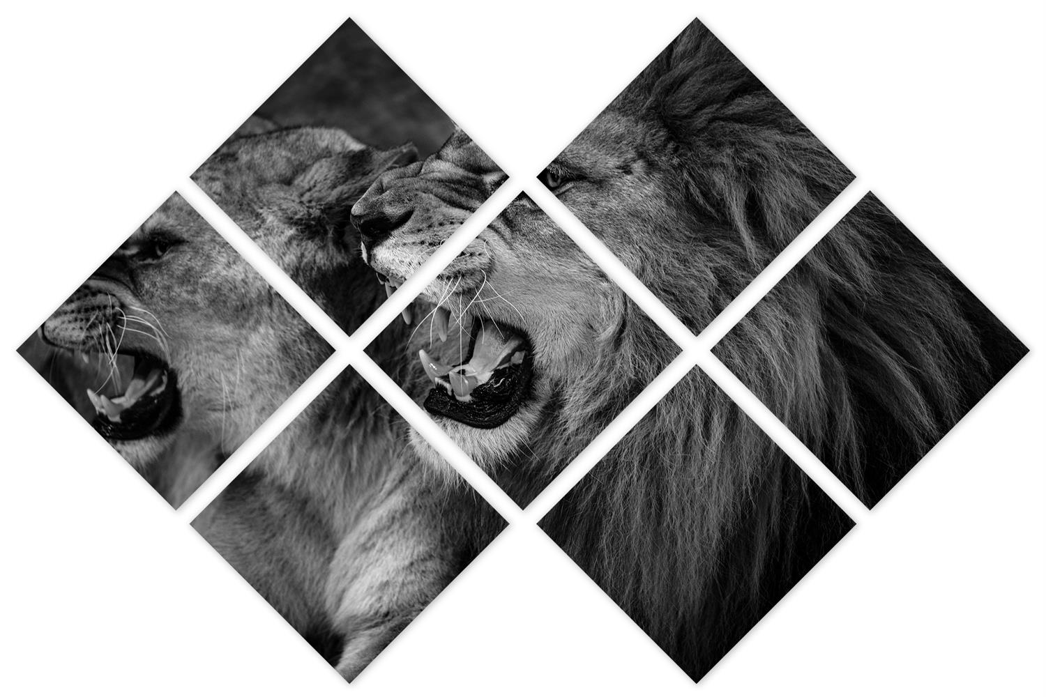Roaring lion and lioness Wall Art Canvas Print 7 Panel Split, Black and