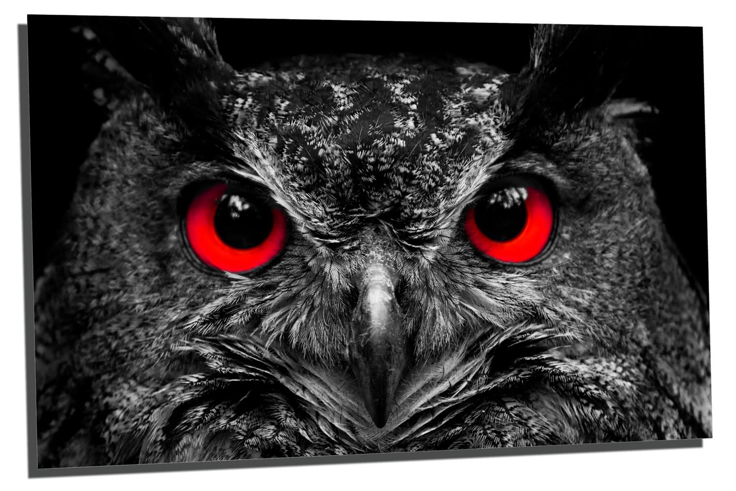 Red Eyed Owl wall art Portrait Metal Print HD aluminum | Canvas Quest, image size:1500x1000