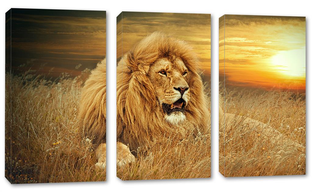 African Lion at Sunset. Canvas Print 3 panel split, Triptych Wall Art | Canvas Quest