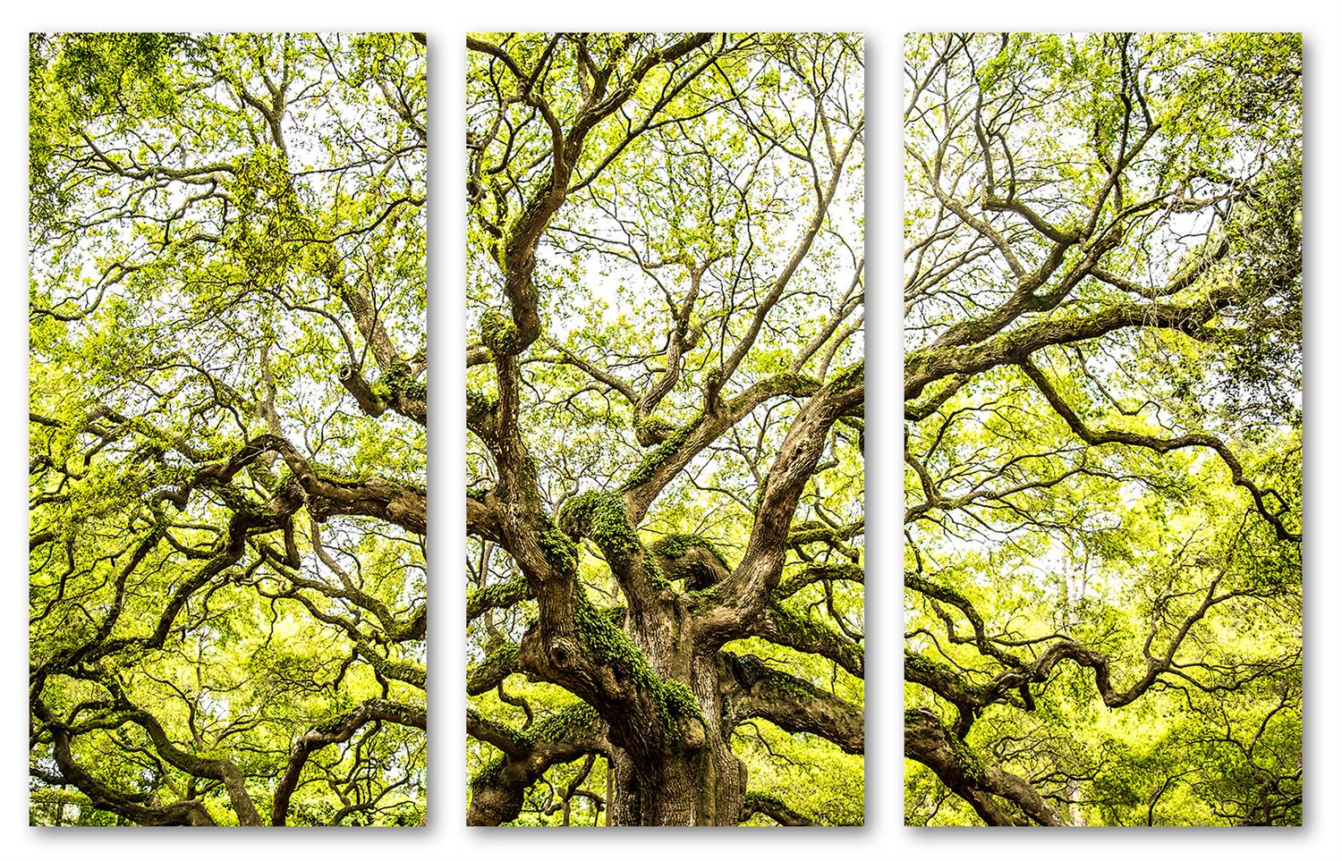 Green Angel Oak Tree Wall Art Canvas Print. 3 Panel Split, Triptych